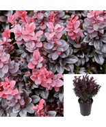 Berberis Concorde 1Gallon Japanese Barberry Plant Pink Shrubs Live Plant - $57.61 CAD