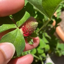 US Seller Crimson Clover Seeds Fast Shipping - $14.25