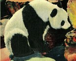 St Louis Missouri MO Zoo Closeup Happy the Giant Panda 240 Lb UNP Linen ... - $3.91