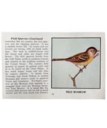 Field Sparrow Bird Print 1931 Blue Book Birds Of America Antique Art PCB... - $19.99