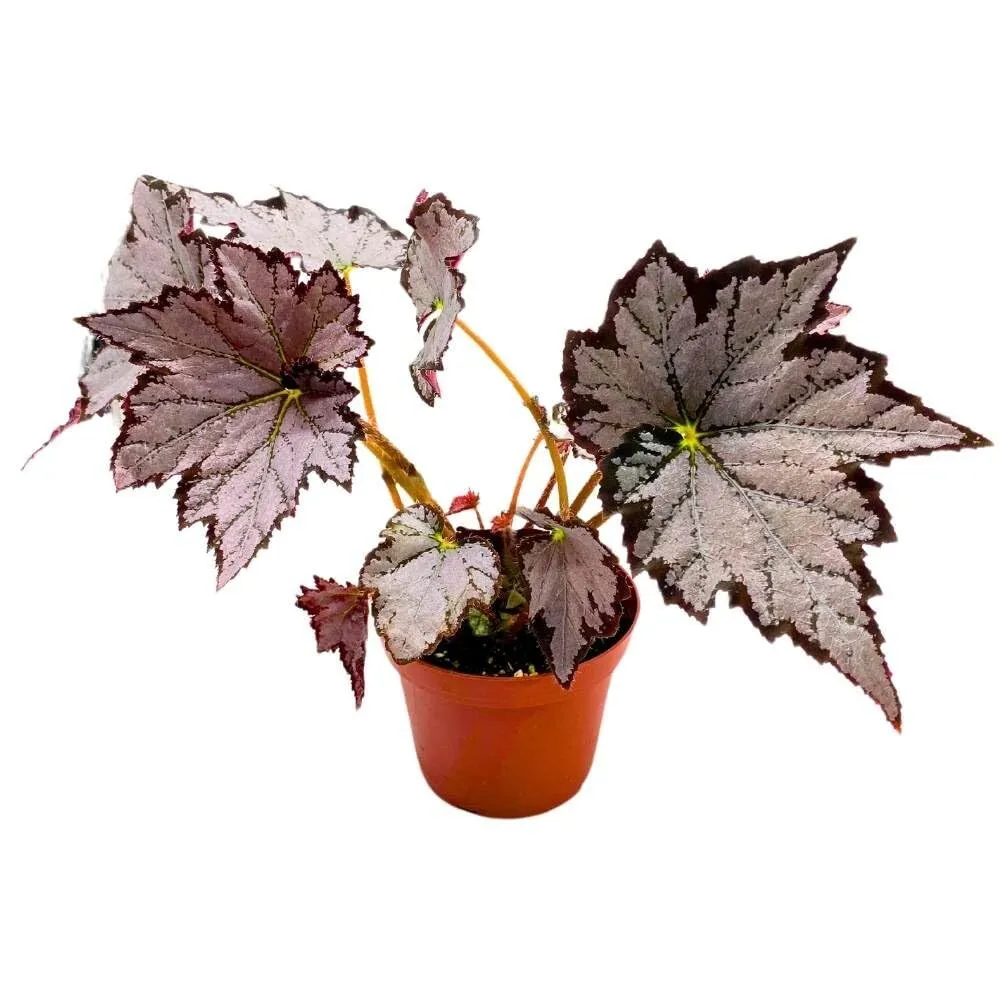 Begonia Sierra Silver Mist 4 in Gray Silver Black Edge Rhizomatous Rhizo - £30.33 GBP