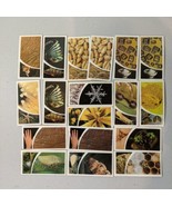 1981 Brooke Bond Tea  SMALL WONDERS under a microscope   Trading Lot of 18 - $9.89