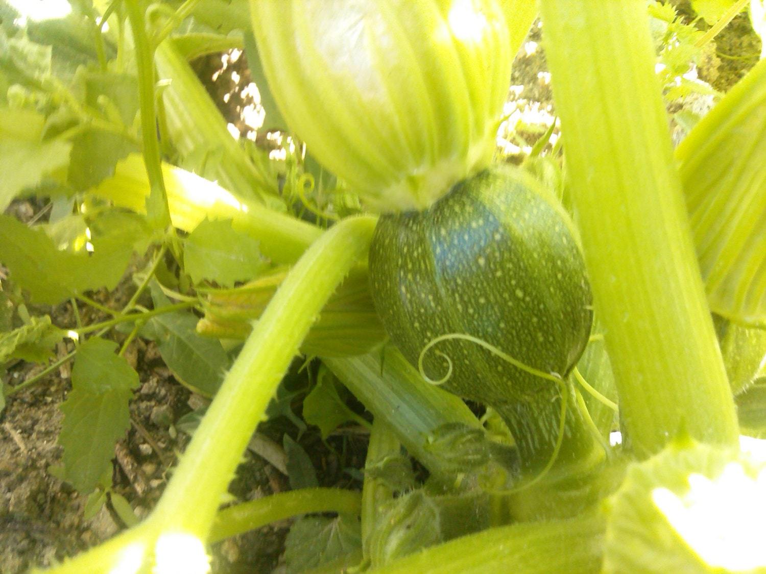 Round squash seeds, code 250,  round squash princess, round zuccini seeds Item image 3