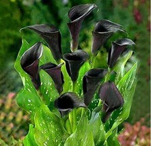 50 seeds Calla Lily Seeds Black Color Fresh Seeds for Planting - £9.49 GBP