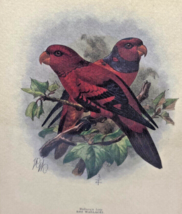 Antique Vtg Litho Art Print Engraving ? Framed Lories Lory Birds Jackson Mivart - £110.04 GBP