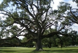 Southern Live Oak Tree Quercus virginiana1 Live Plant 10” Tall - £10.89 GBP