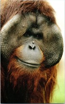Orangutan Ken Allen 1971-2000 San Diego Zoo Postcard - £18.85 GBP
