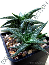 10 Seeds Rare Aloe Descoingsii J Agave Healing Medicinal Succulent Plant - £10.78 GBP