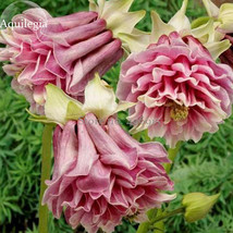 Heirloom Rare Beautiful Purely Pink Aquilegia Columbine Flowers, 50 Seeds, attra - £2.78 GBP
