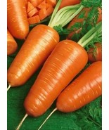 1/4 Oz Carrot Seeds Chantenay Red Cored Bulk Carrot Seed Approx 3850 Fas... - $16.48