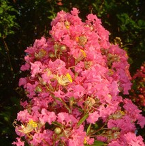 20 Tcarora Cape Myrtle Seeds Tree Flower Perennial Flowers Seed 1234  - £9.17 GBP