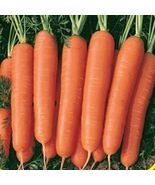 300 Scarlet Nantes Carrot Seeds  - $4.56