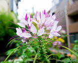20 Seeds Exotic Cleome Hassleriana Spiny Spider Flower Pink Queen Flowering - £10.66 GBP