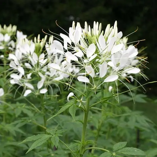 Cleome White Queen Spider Plant Fall Planting Pollinators 200 Seeds Non-GMO - £7.51 GBP