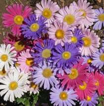 US Seller China Aster - Single Mix, Heirloom, 100 Seeds, Open Pollinated - £7.17 GBP