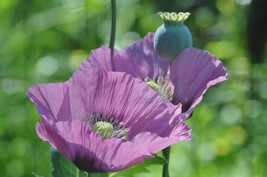 Lavender Poppy Flower 250 Seeds Free Shipping - $75.58 MXN
