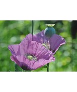 Lavender Poppy Flower 250 Seeds Free Shipping - $76.02 MXN