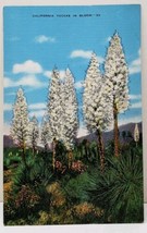 California Yuccas in Bloom  Postcard A5 - £3.12 GBP