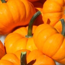 Fresh Garden Jack Be Little Pumpkin Seeds | NON-GMO | Heirloom | Seeds - £6.89 GBP