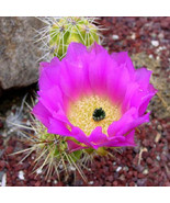 Echinocereus Cineranscens Exotic Color Flower Cacti Cactus 100 Seeds Fas... - $455.29 MXN