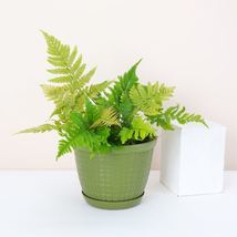 1 Pcs Autumn Fern - Green Rustic Planter - 4&quot; Diameter Plant - Live Houseplant - £50.98 GBP