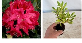 ( 1 live plant )( 1 ) - Nova Zembla Red Rhododendron - Starter Plant ( 8m )  - £29.08 GBP