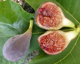 Celeste fig &#39;Ficus carica&#39; 6 to 8 inch Sweet as Sugar Fig Starter Tree L... - $20.99
