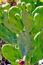 1 Cutting, Opuntia elata paraguayensis Cactus, Prickly Pear, quimilo fic... - £47.54 GBP