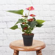 1Pcs Anthurium Plant - Plastic Growers Pot - 4" Diameter Plant - Live Houseplant - $57.18