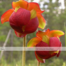 20 Seeds Sarracenia Purpurea Purple Pitcher Carnivorous Plant, Decorative Garden - £23.12 GBP