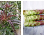 15 Bags (2000 Seeds / Bag) Red Asparagus Lettuce Seeds - $51.93