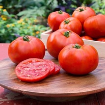BEST 50 Seeds Easy To Grow Celebration Tomato Juicy Vegetable Fresh Tomatoe - $10.00