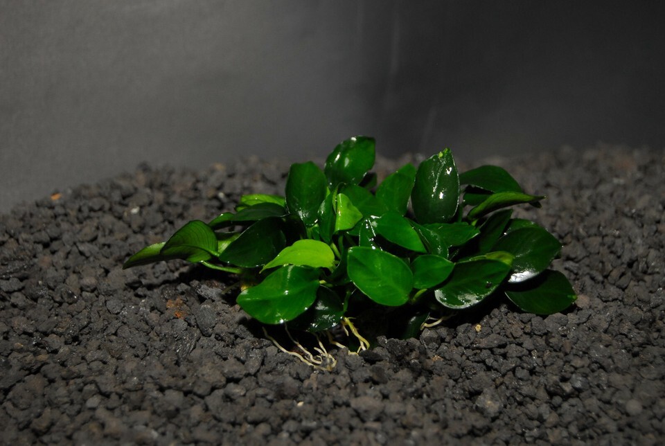 ANUBIAS NANA PETITE ONE PLANT-Freshwater Aquatic Live Plants  SUPER PRIC... - $6.92