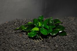 ANUBIAS NANA PETITE ONE PLANT-Freshwater Aquatic Live Plants  SUPER PRIC... - $129.05 MXN