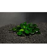 ANUBIAS NANA PETITE ONE PLANT-Freshwater Aquatic Live Plants  SUPER PRIC... - $126.94 MXN