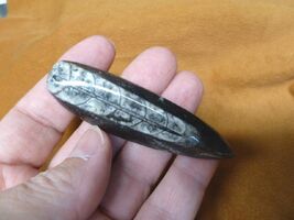 f369-8) LG Orthoceras marbleized fossil straight horn shell nautiloid ce... - $13.99