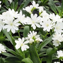 USA SELLER Lewisia Seeds Elise White 25 Seeds Succulent Seeds Lewisia Cotyledon  - £16.74 GBP