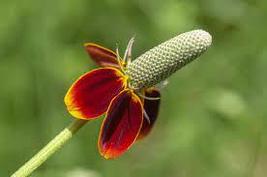 Mexican Hat Ratibida Echinacea Purpurea Cornflowers - $8.63