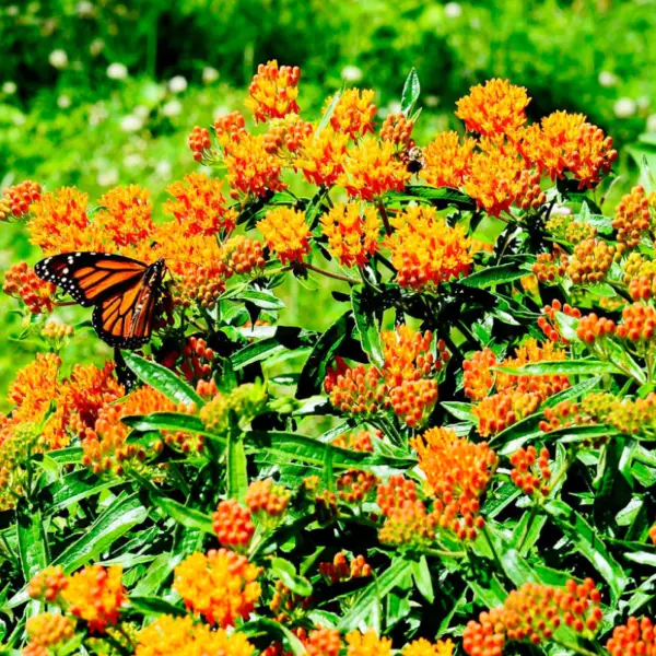 Milkweed Asclepias Tuberosa Monarch Butterfly Host Plant Perennial 100 Seeds Gar - £11.15 GBP