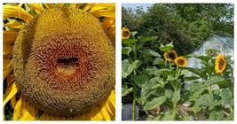 American Giant Sunflower 50 Seeds Give It Space For A Huge Head! - £16.75 GBP