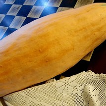 Cherokee, North Georgia Candy Roaster Squash Cucurbita Maxima Fresh Seeds - £6.17 GBP