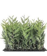 3 Emerald Green Arborvitae Tree Starter Plant Thuga Privacy Tree Bare Root Lands - $36.80