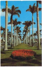 Landscape Postcard Towering Royal Palms Southland  - £2.31 GBP