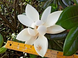 Fast Ship USA Seller 12 Pocono Southern Magnolia Seeds Magnolia Grandiflora Poco - $11.80