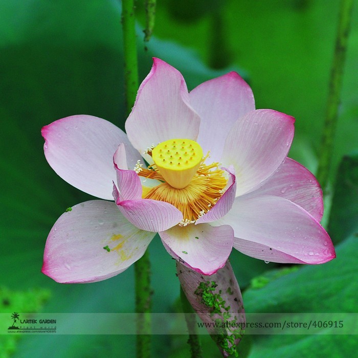 SL Heirloom Transparent Red Nelumbo Nucifera &#39;Flower Fairy&#39; Lotus Flower... - $0.80
