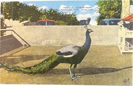 Peacock, Clinch Park, Traverse City, Michigan, vintage postcard - £9.45 GBP