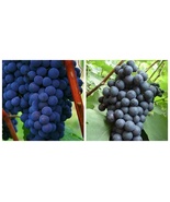 2 Venus Seedless Live Grape Vine Plants Pruned for Planting - £71.51 GBP