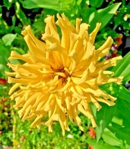 PWO 100 Yellow Zinnia Seeds Summer Garden Flowering Annual Cut Flowers F... - £5.67 GBP