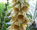 Sale 50 Seeds Rusty Foxglove Hummingbird Flower Digitalis Ferruginea Yel... - $9.90