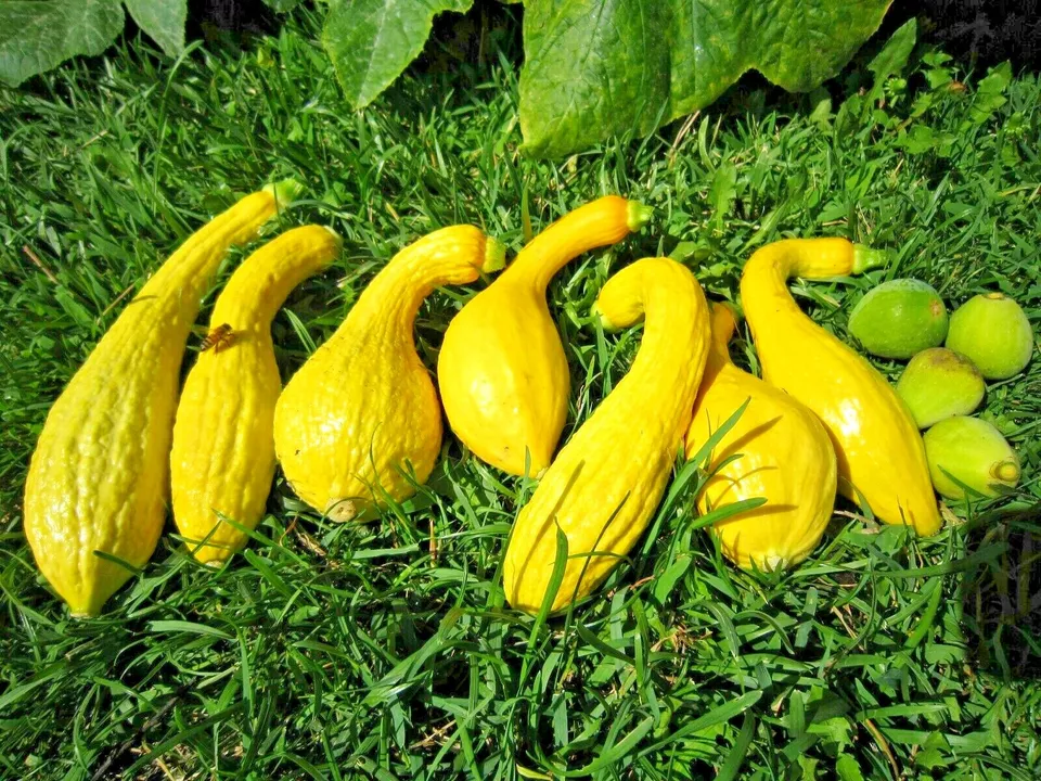 40 Crookneck Squash Seed Organic Native Heirloom Vegetable Garden - £6.63 GBP